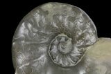 Unusual, Triassic Ammonite (Ceratites) Fossil - Germany #94063-2